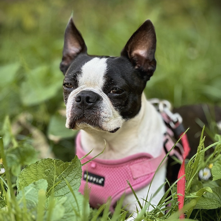 Cactus, a black and white Boston terrier in a pink harness, sitting in long green grass.